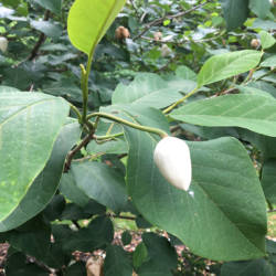 Oyama Magnolia 'Colossus'