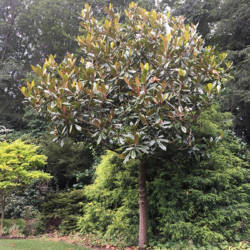 Southern Magnolia 'Edith Bogue'