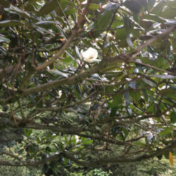 Southern Magnolia 'Edith Bogue'