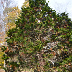 Golden Dwarf Hinoki Cypress