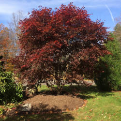 Japanese Maple 'Uncle Ghost'