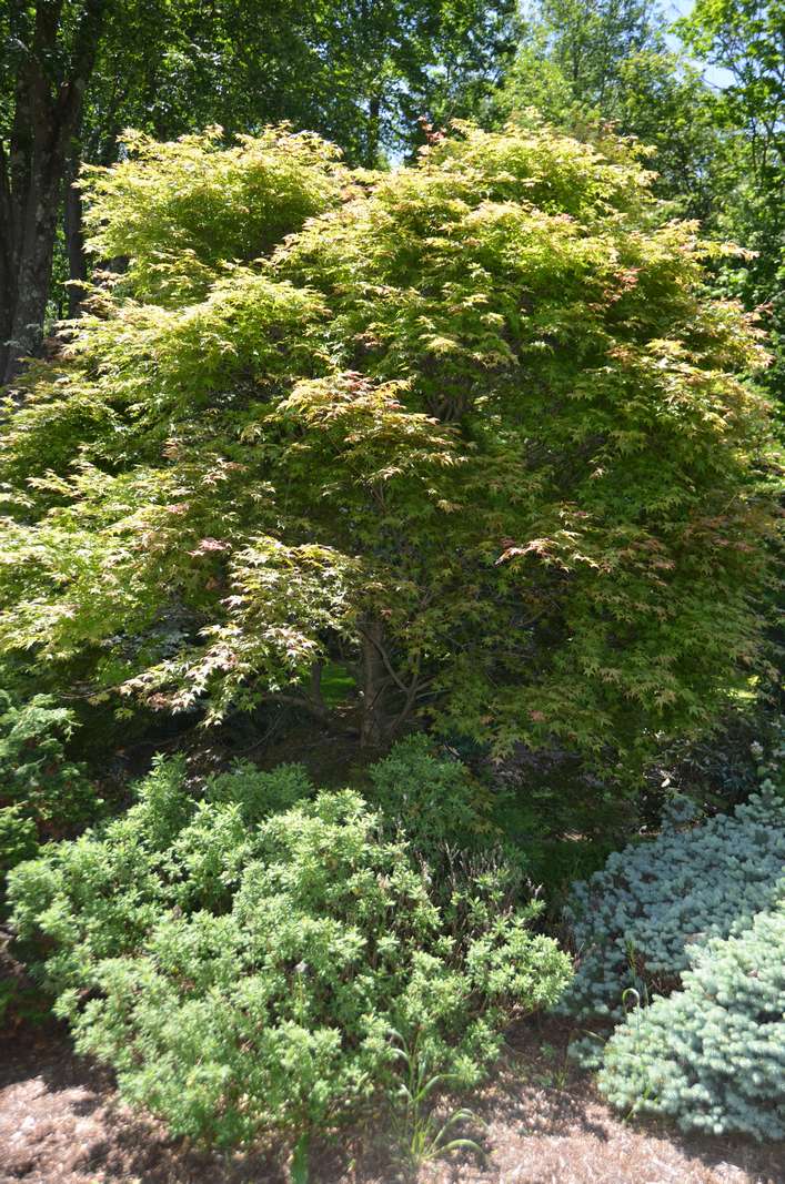 Acer-palmetum-schindeshojo.jpg