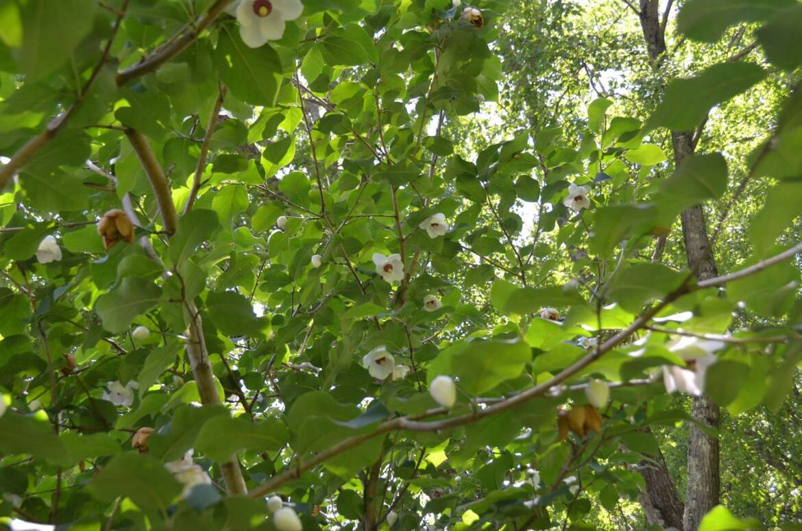 Magnolia-siboldia-collusus.jpg